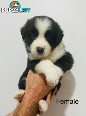 Purebred Border Collie Pups