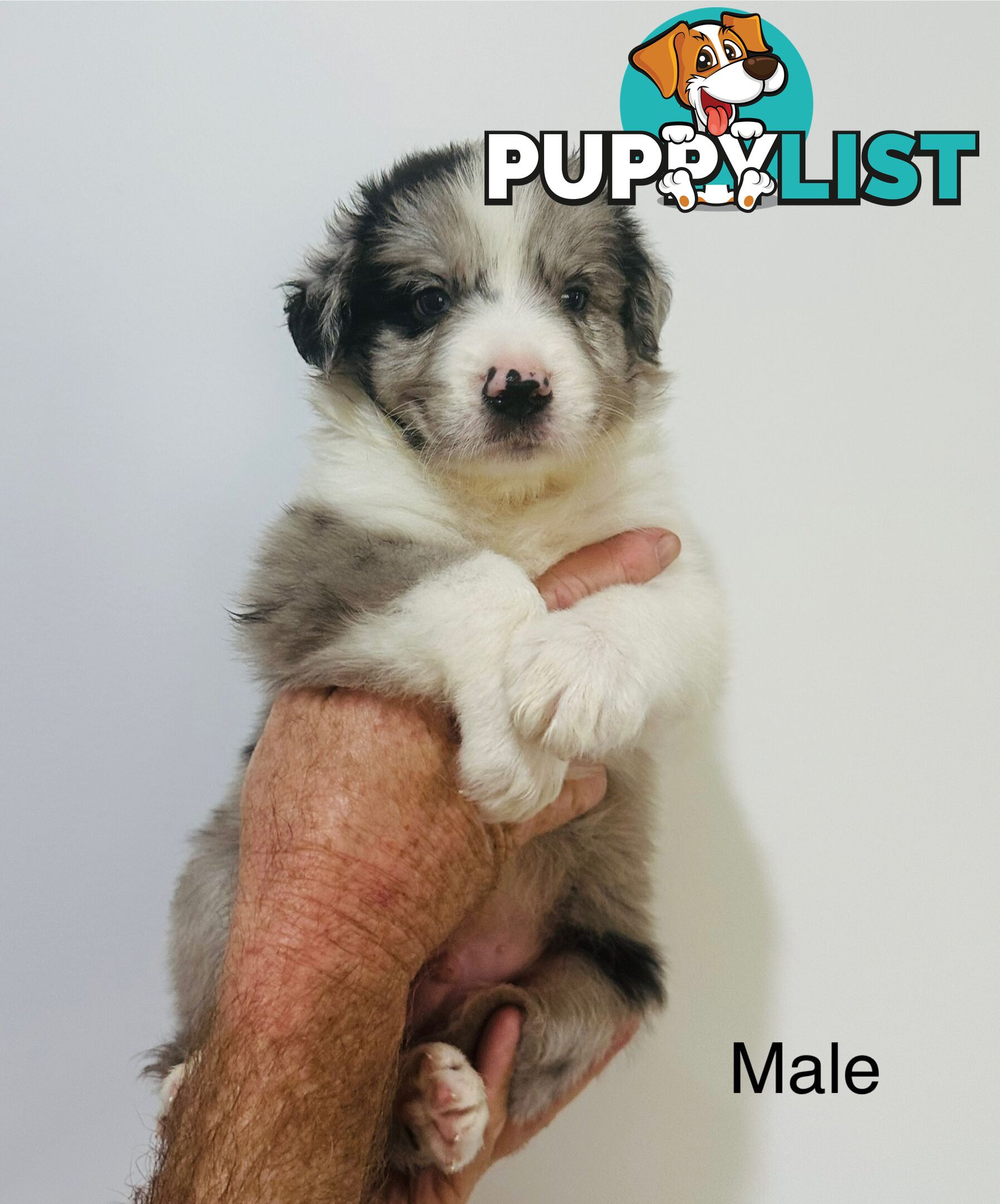 Purebred Border Collie Pups