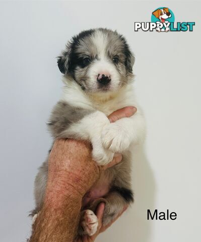 Purebred Border Collie Pups