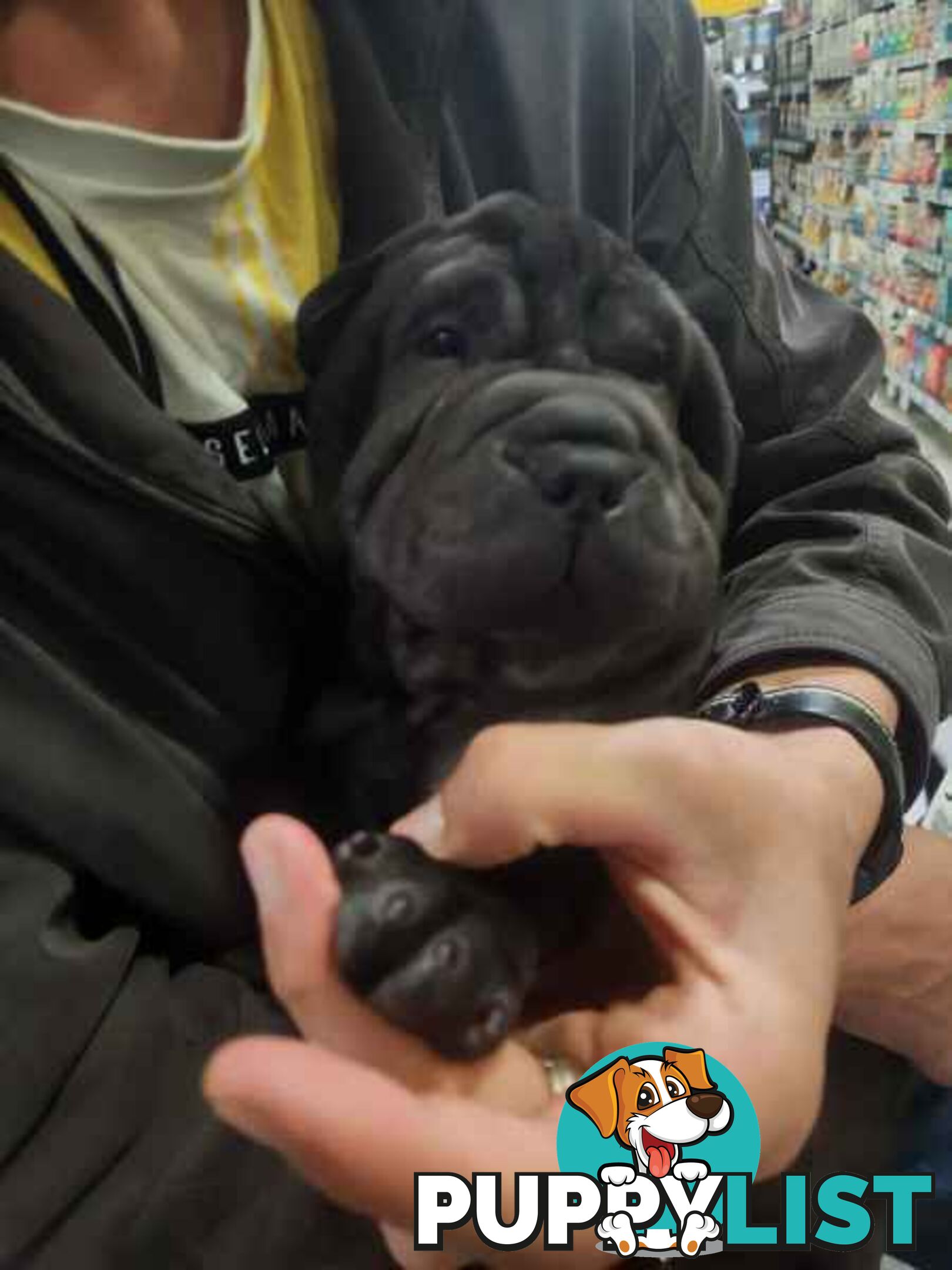 Pure Breed Shar pei