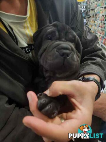 Pure Breed Shar pei