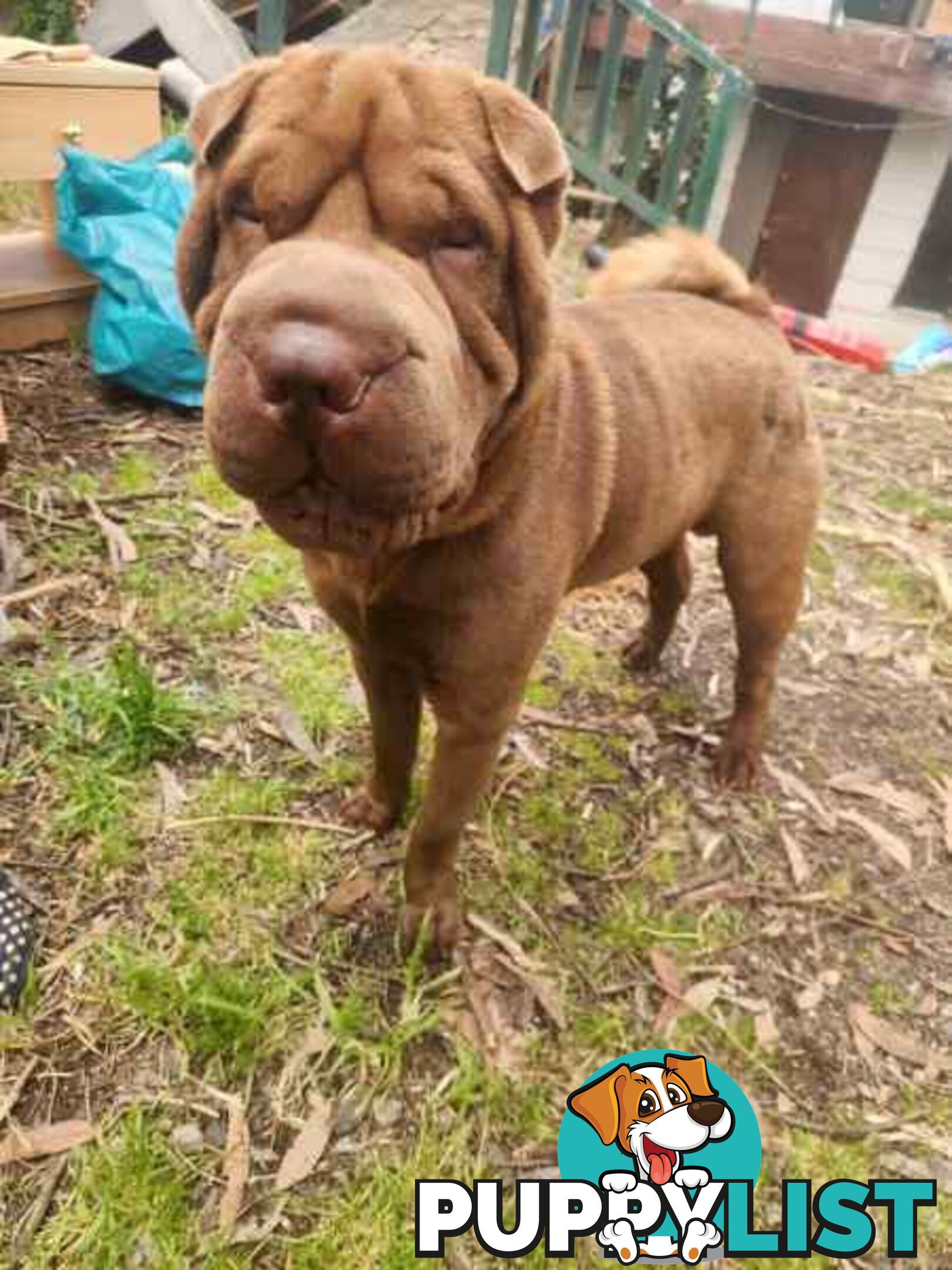 Pure Breed Shar pei