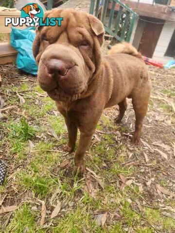 Pure Breed Shar pei