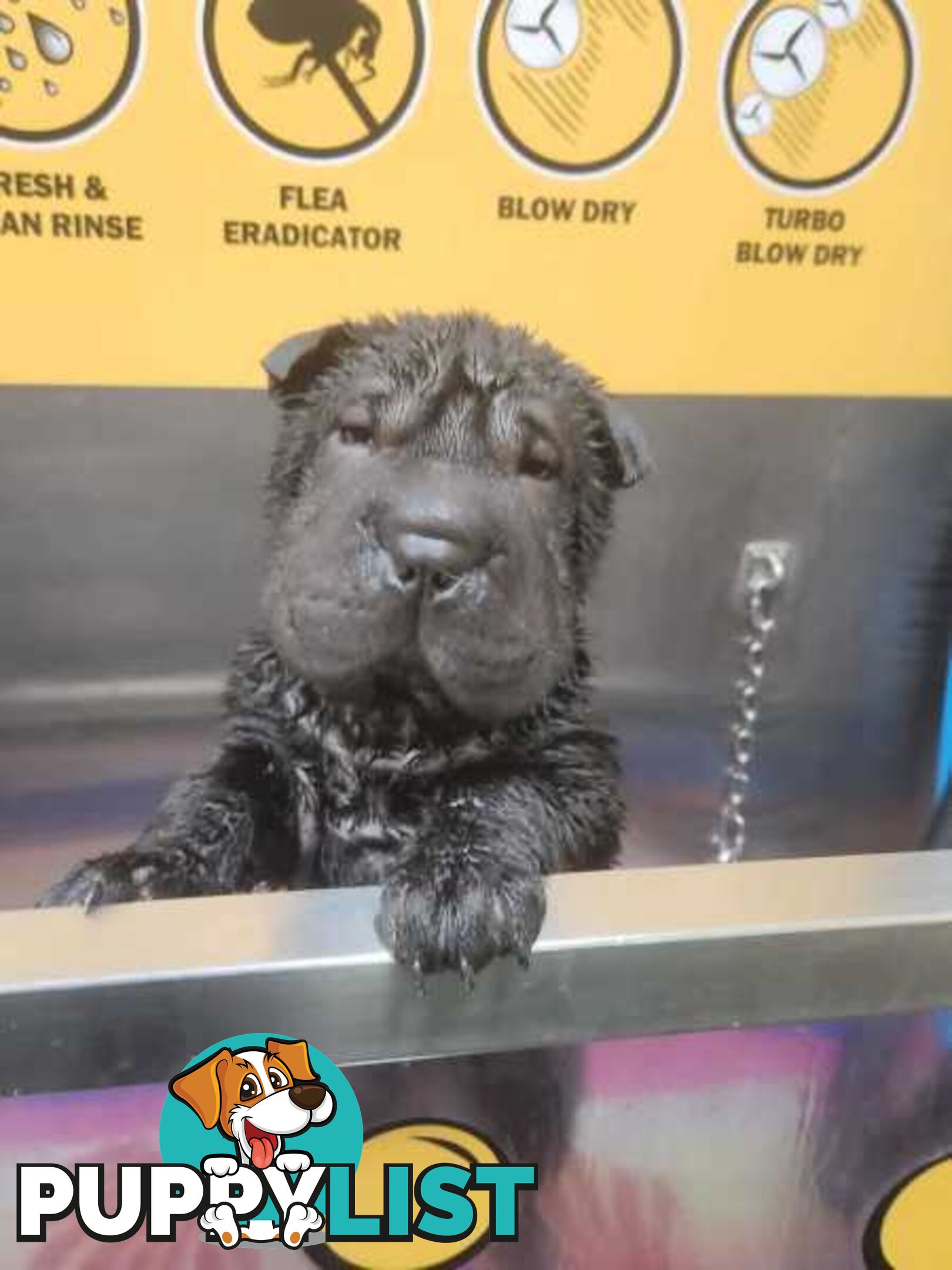 Pure Breed Shar pei