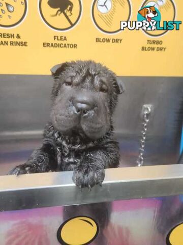 Pure Breed Shar pei