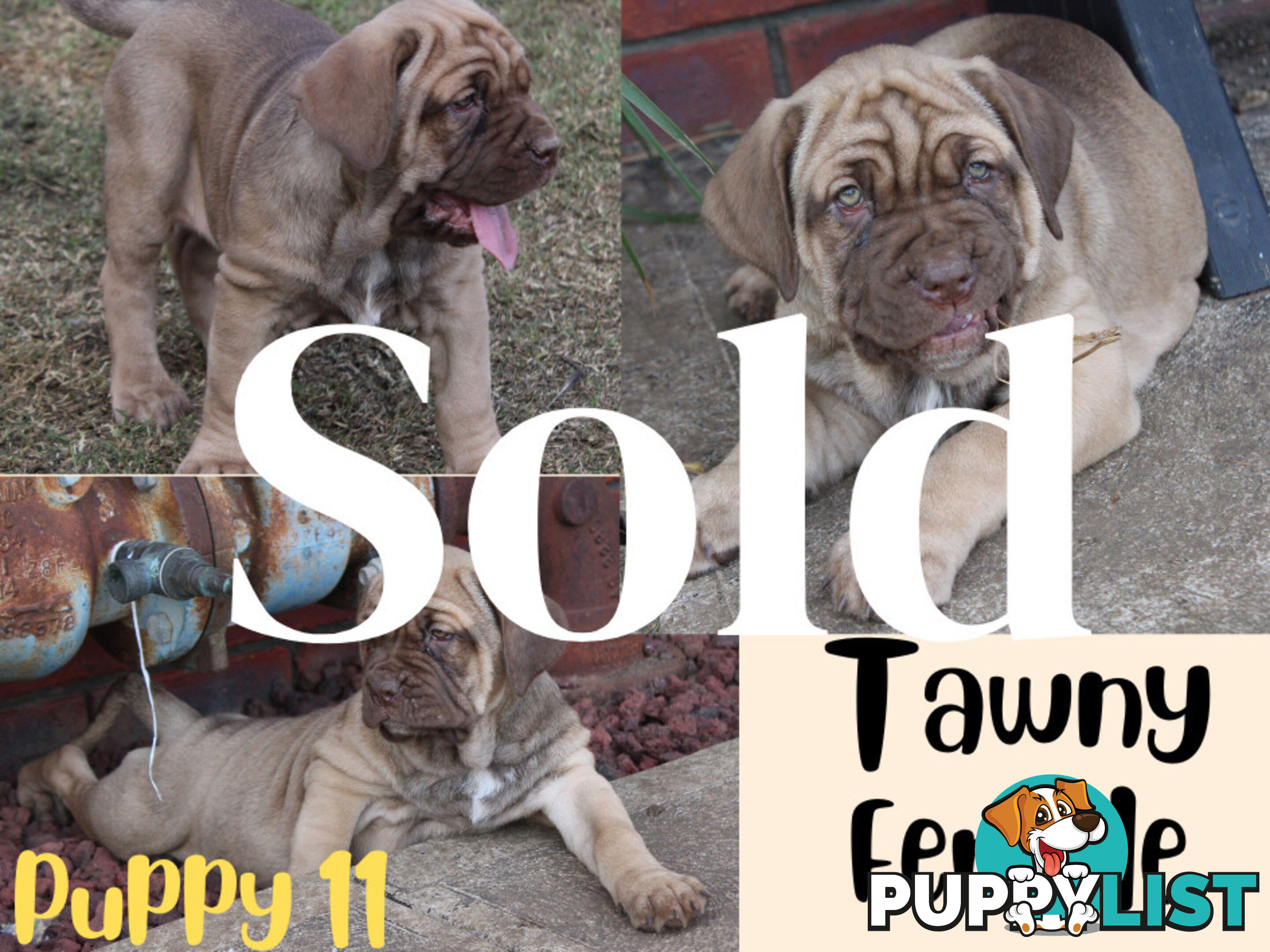 Purebred Neapolitan Mastiff Puppies (Neo Mastiff)