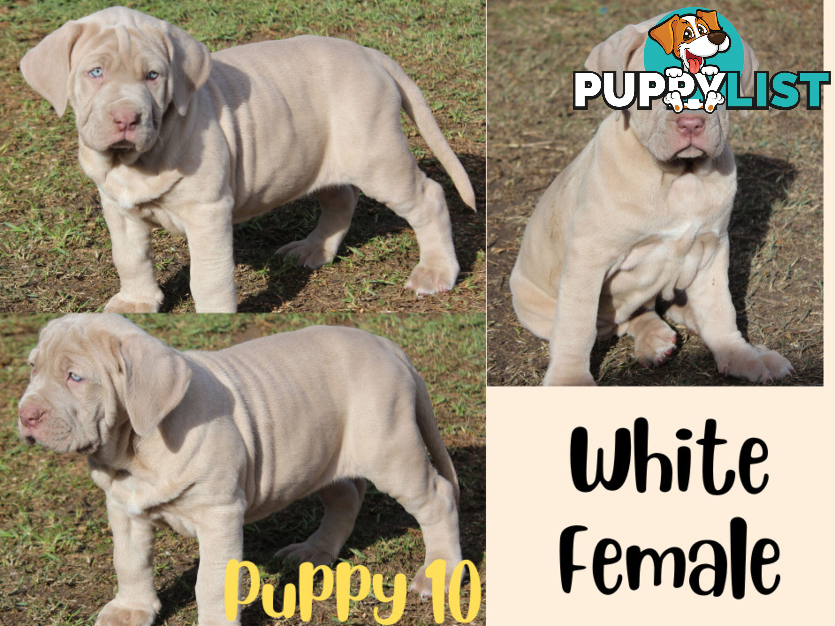 Purebred Neapolitan Mastiff Puppies (Neo Mastiff)