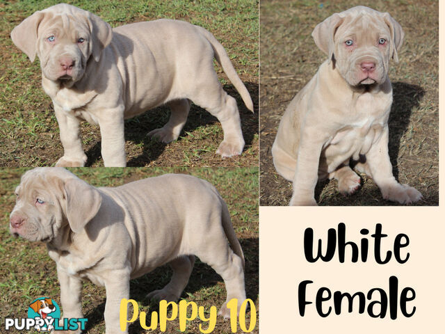 Purebred Neapolitan Mastiff Puppies (Neo Mastiff)