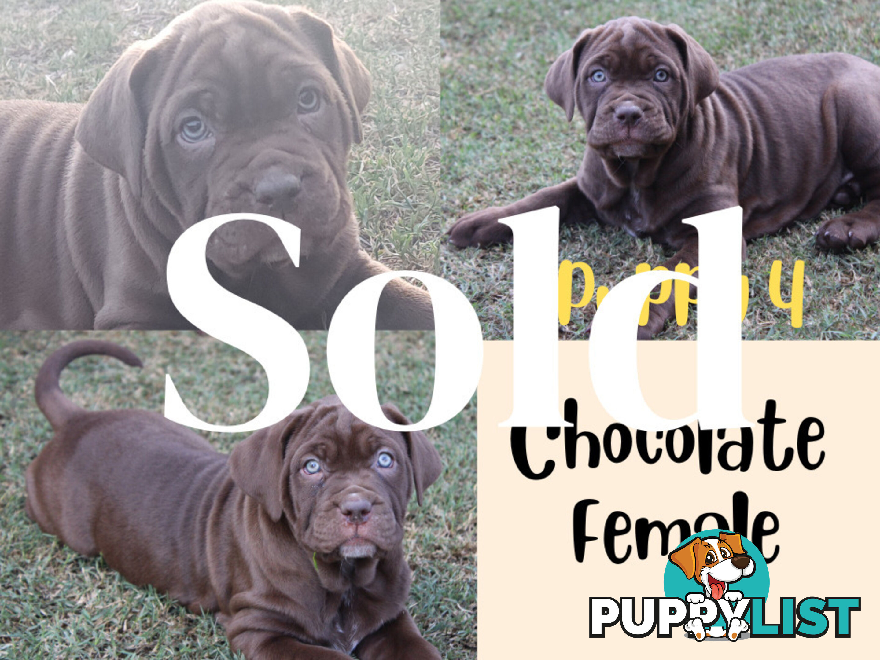 Purebred Neapolitan Mastiff Puppies (Neo Mastiff)