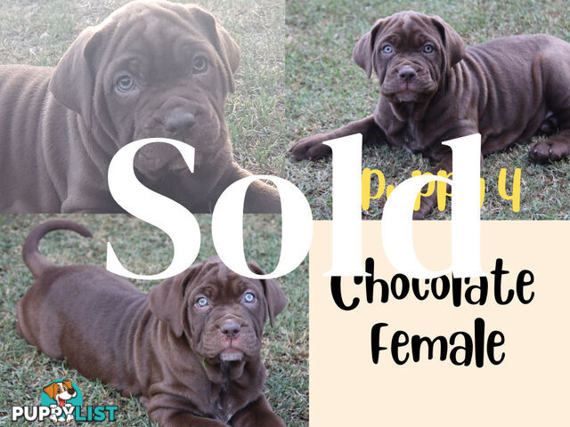Purebred Neapolitan Mastiff Puppies (Neo Mastiff)