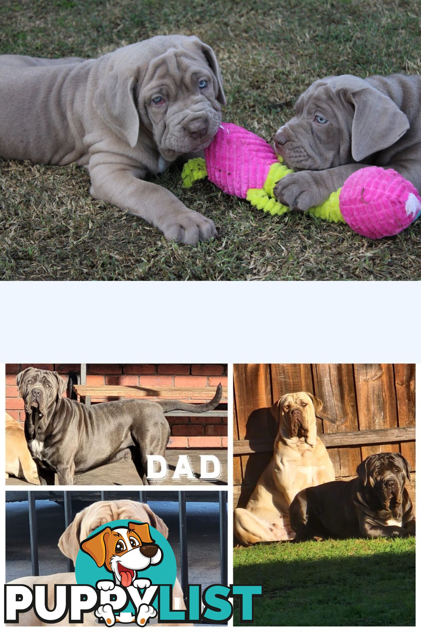 Purebred Neapolitan Mastiff Puppies (Neo Mastiff)