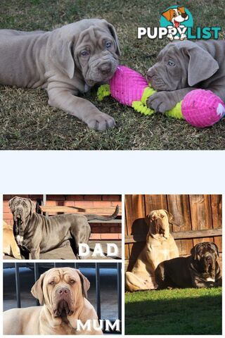 Purebred Neapolitan Mastiff Puppies (Neo Mastiff)