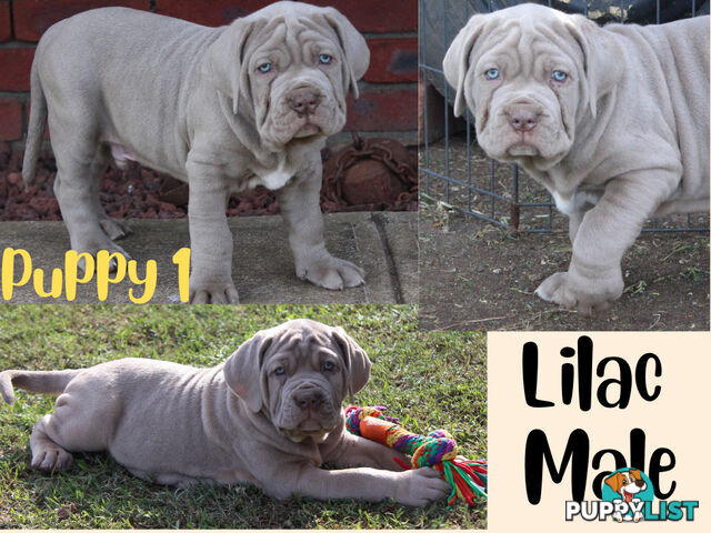 Purebred Neapolitan Mastiff Puppies (Neo Mastiff)