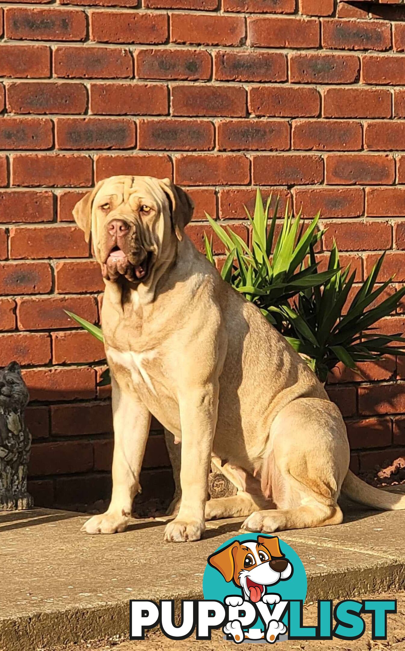 Purebred Neapolitan Mastiff Puppies (Neo Mastiff)