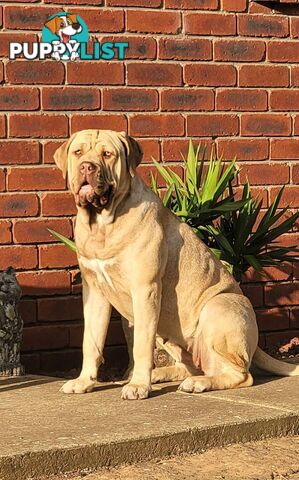 Purebred Neapolitan Mastiff Puppies (Neo Mastiff)