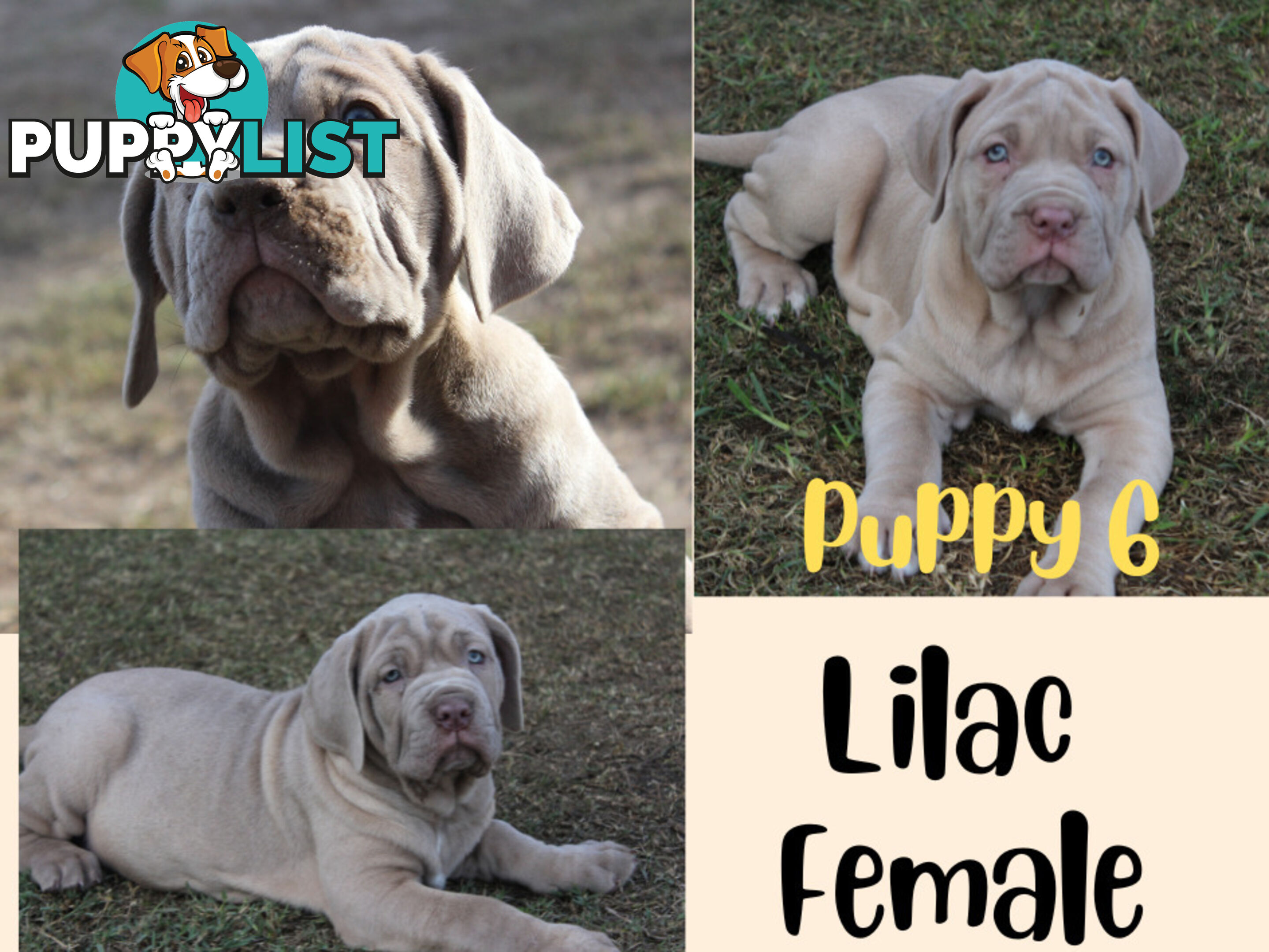 Purebred Neapolitan Mastiff Puppies (Neo Mastiff)