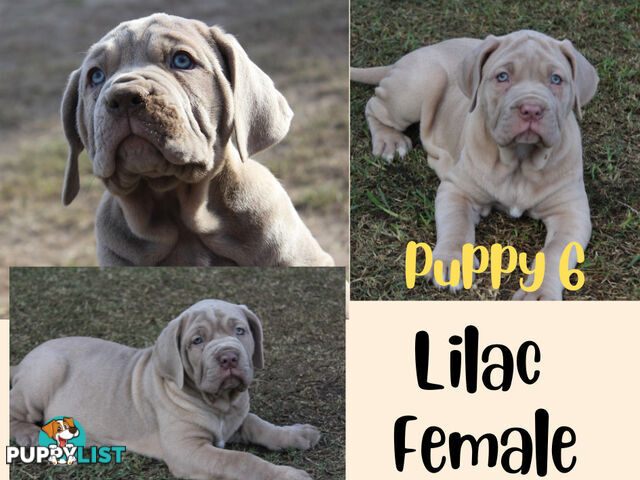 Purebred Neapolitan Mastiff Puppies (Neo Mastiff)