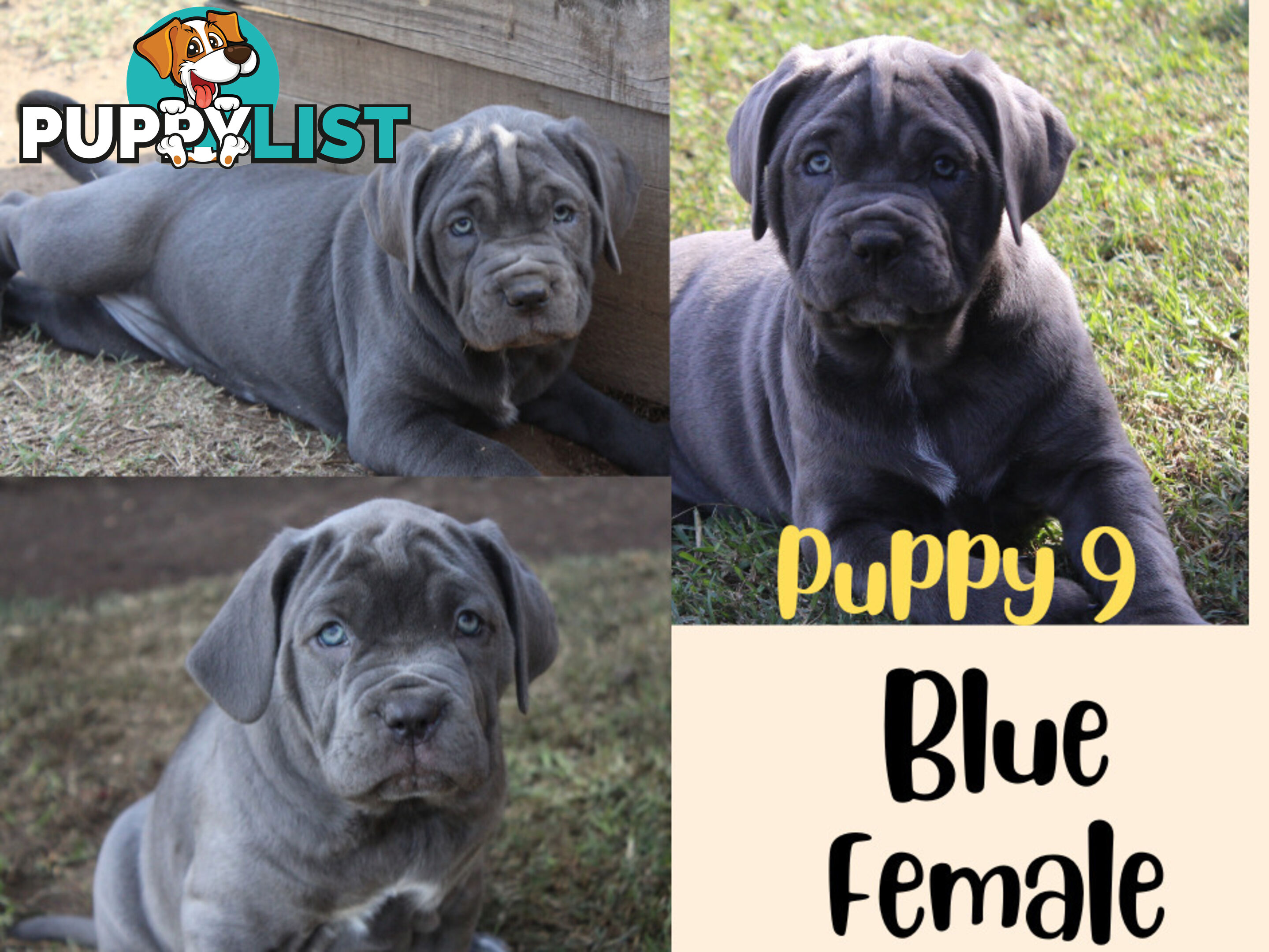 Purebred Neapolitan Mastiff Puppies (Neo Mastiff)