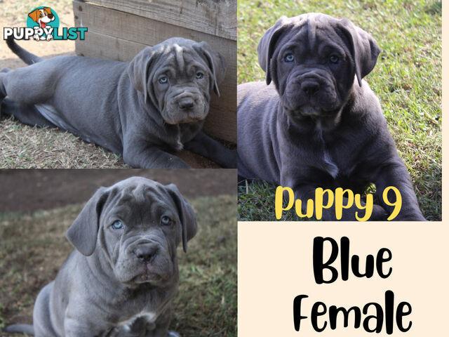 Purebred Neapolitan Mastiff Puppies (Neo Mastiff)