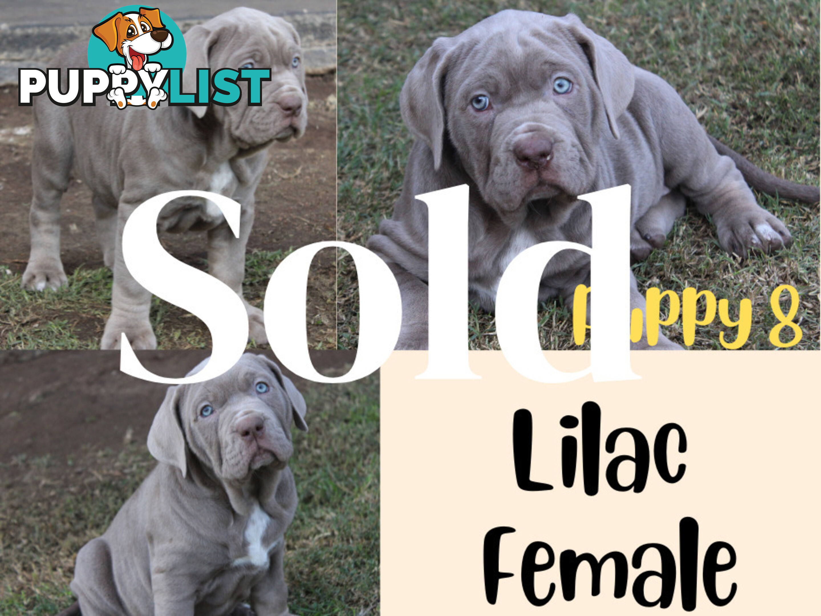 Purebred Neapolitan Mastiff Puppies (Neo Mastiff)