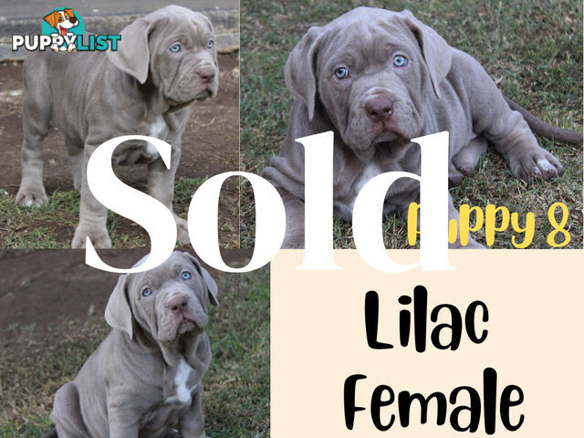 Purebred Neapolitan Mastiff Puppies (Neo Mastiff)