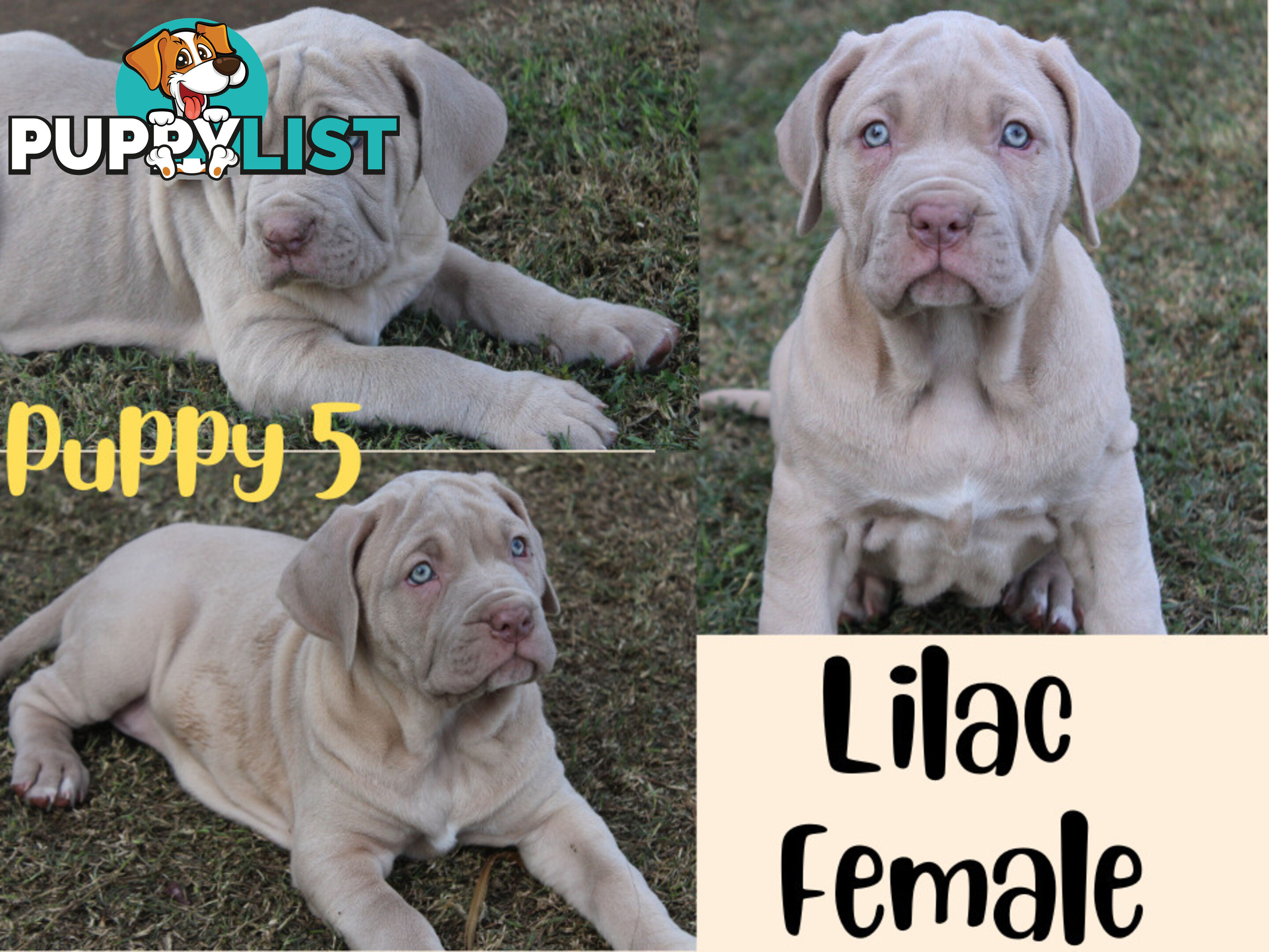 Purebred Neapolitan Mastiff Puppies (Neo Mastiff)