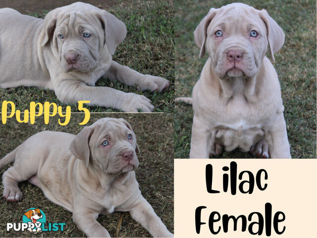 Purebred Neapolitan Mastiff Puppies (Neo Mastiff)