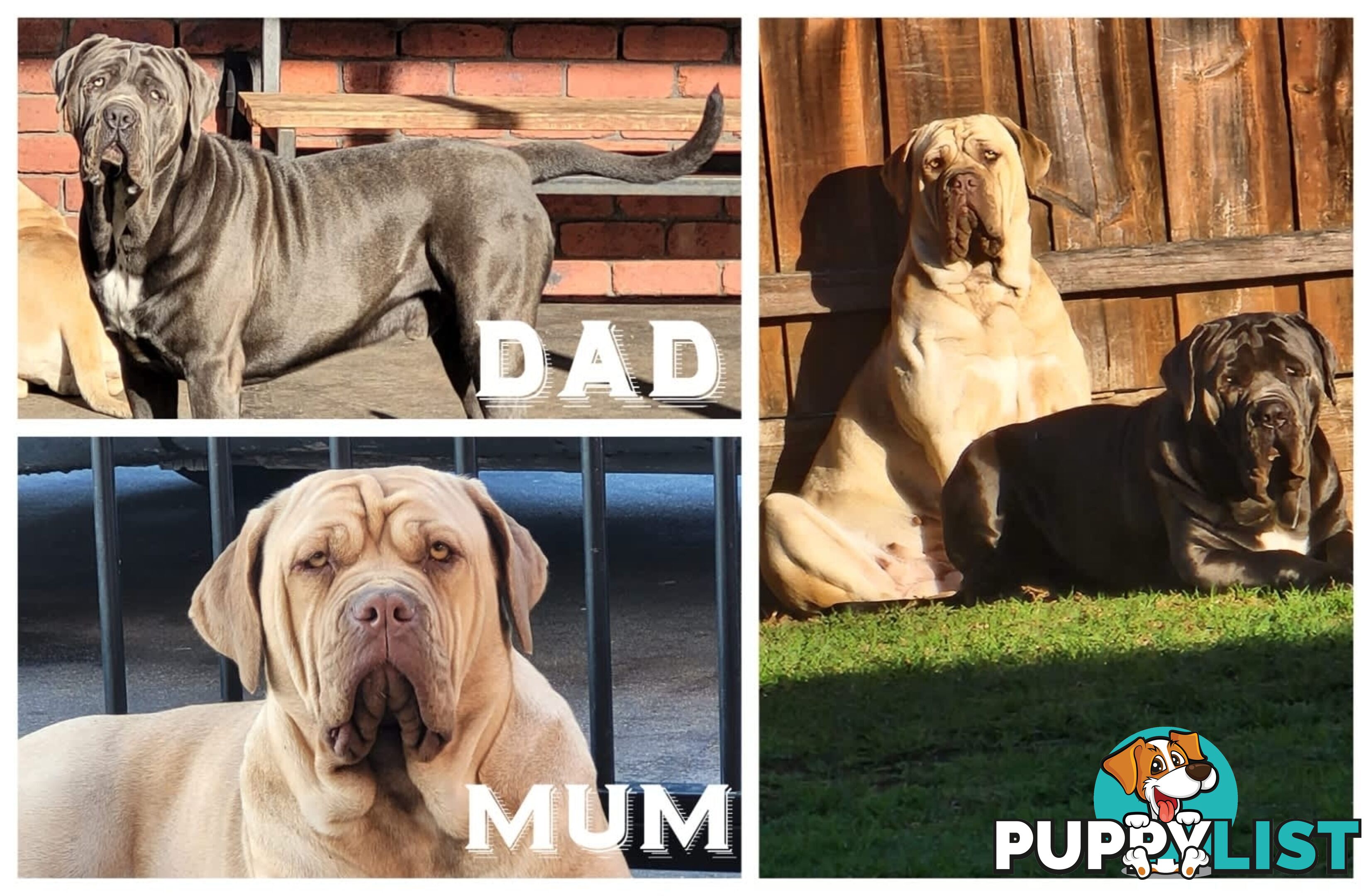 Purebred Neapolitan Mastiff Puppies (Neo Mastiff)