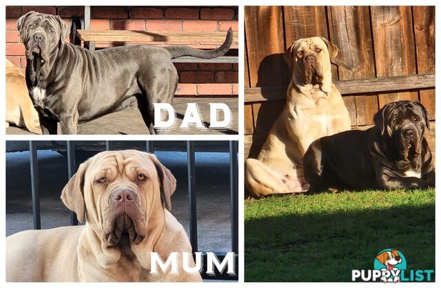 Purebred Neapolitan Mastiff Puppies (Neo Mastiff)