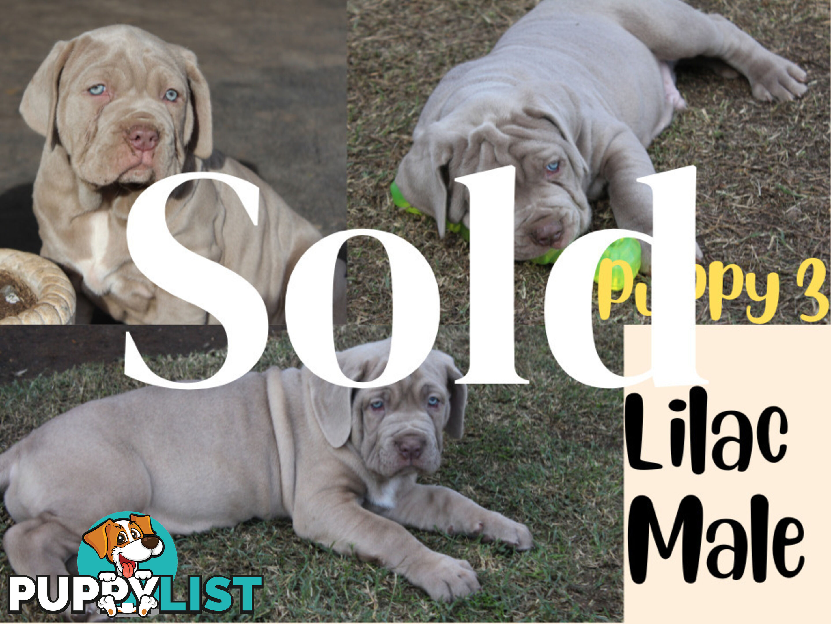 Purebred Neapolitan Mastiff Puppies (Neo Mastiff)