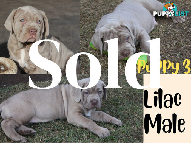 Purebred Neapolitan Mastiff Puppies (Neo Mastiff)