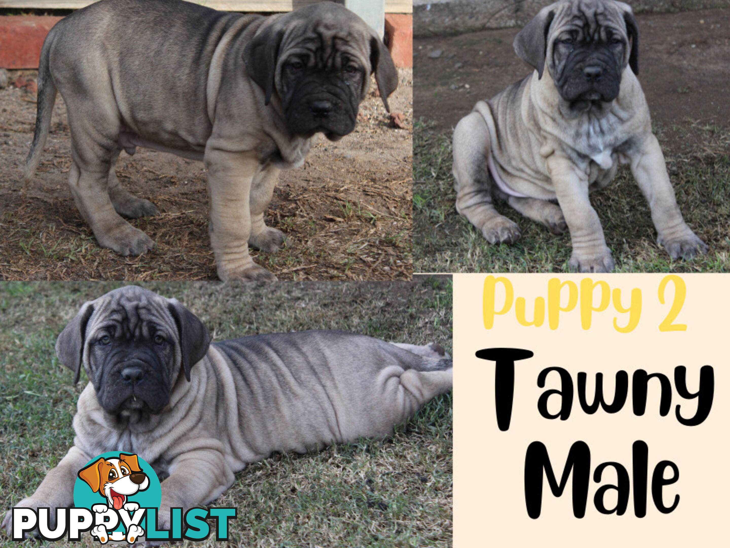 Purebred Neapolitan Mastiff Puppies (Neo Mastiff)