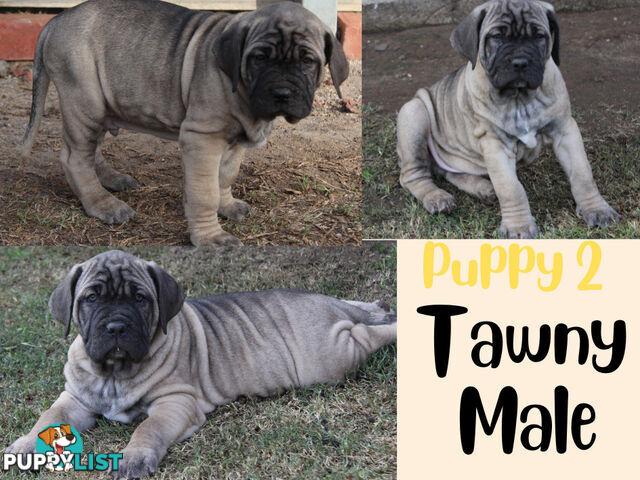 Purebred Neapolitan Mastiff Puppies (Neo Mastiff)