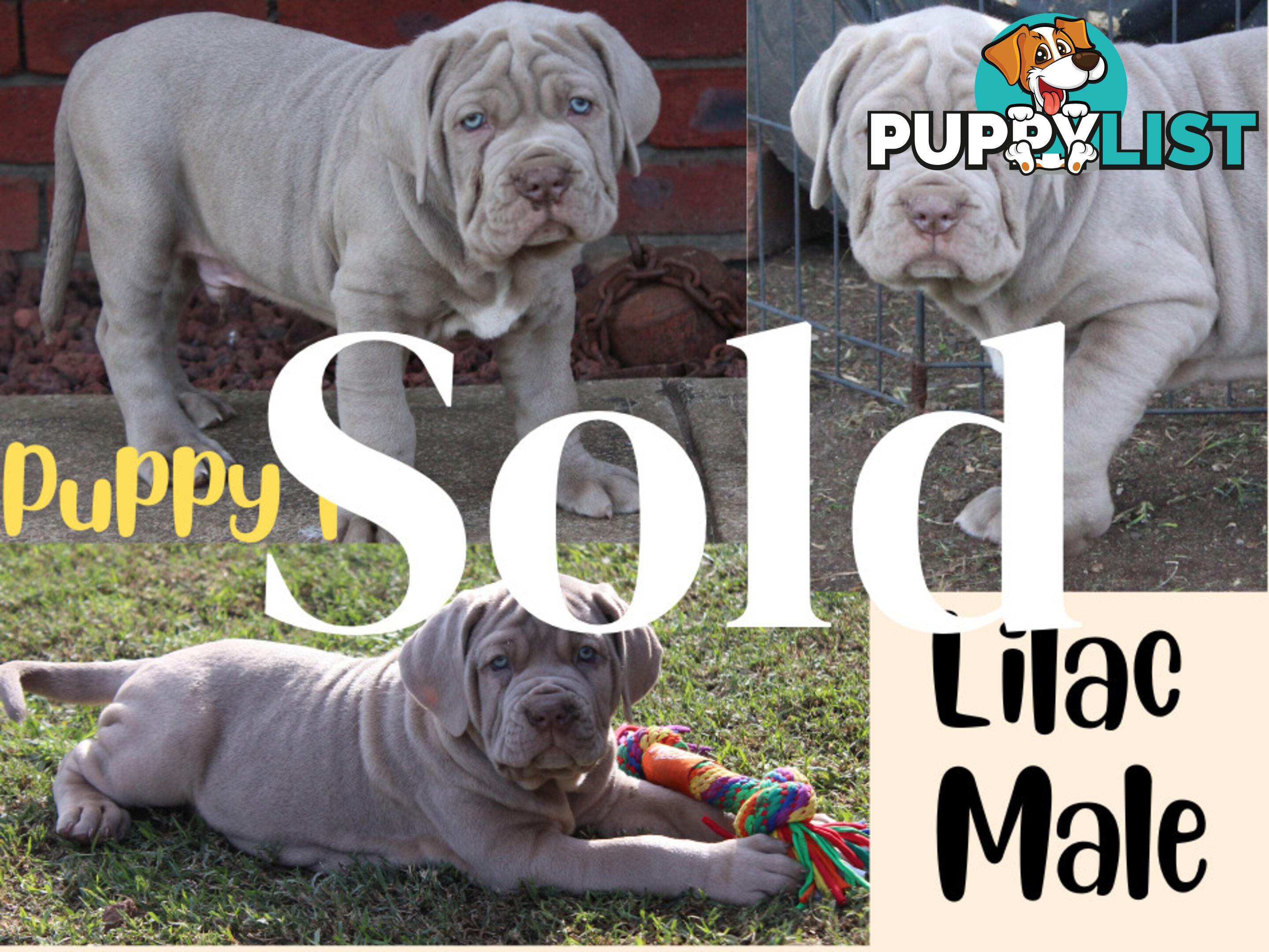 Purebred Neapolitan Mastiff Puppies (Neo Mastiff)