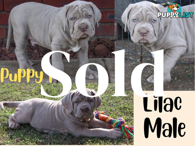 Purebred Neapolitan Mastiff Puppies (Neo Mastiff)
