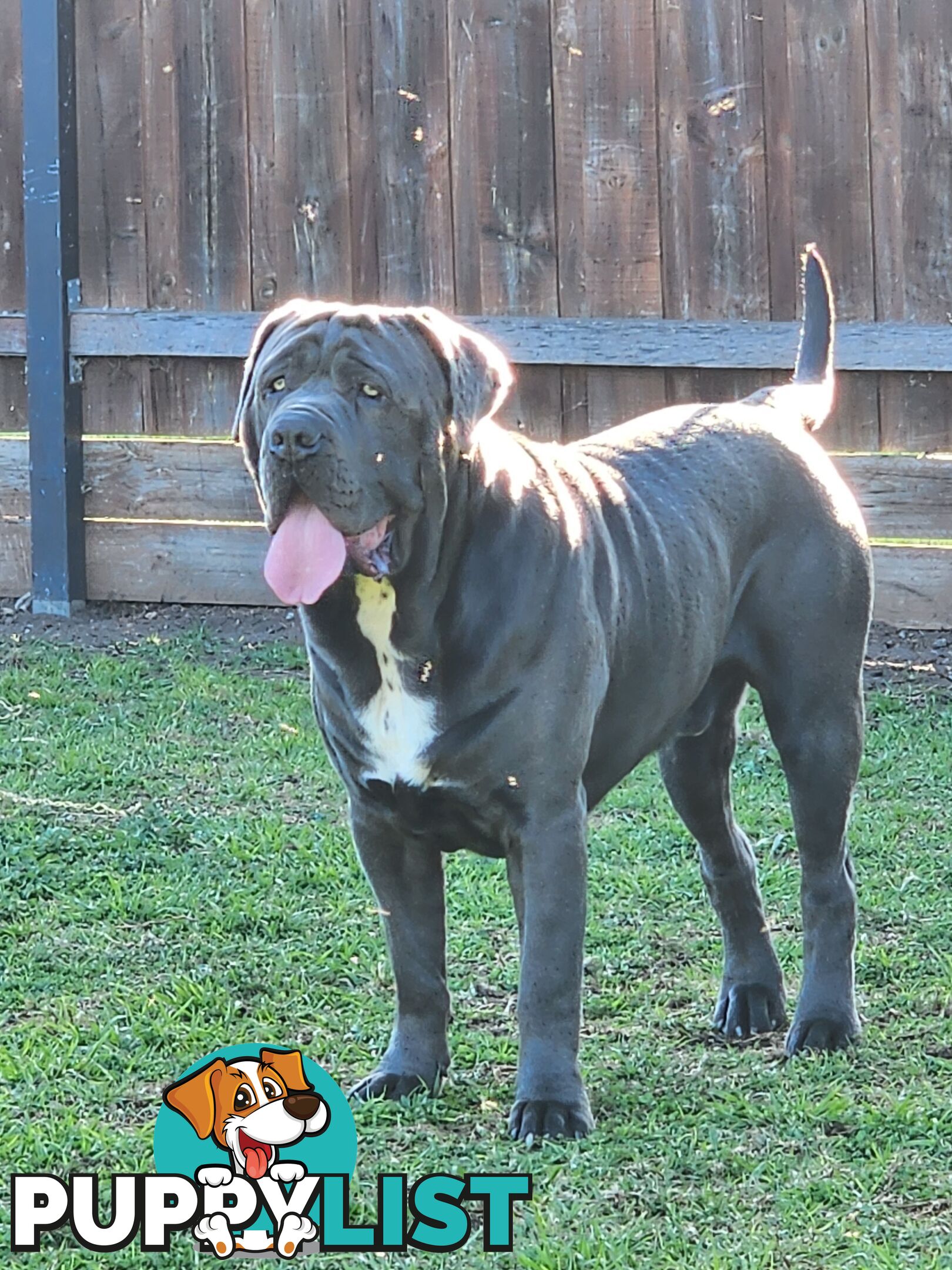 Purebred Neapolitan Mastiff Puppies (Neo Mastiff)