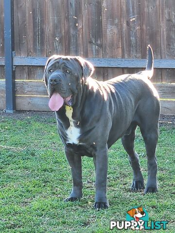 Purebred Neapolitan Mastiff Puppies (Neo Mastiff)