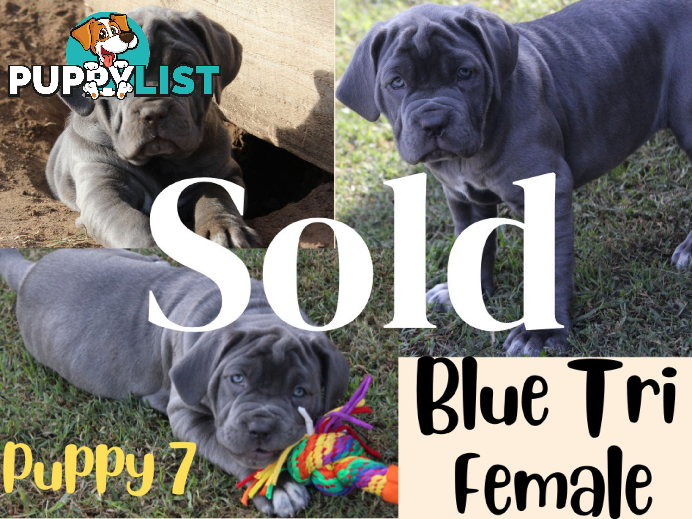 Purebred Neapolitan Mastiff Puppies (Neo Mastiff)