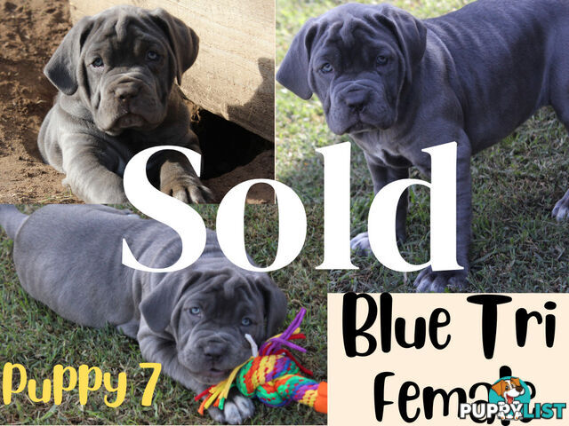 Purebred Neapolitan Mastiff Puppies (Neo Mastiff)