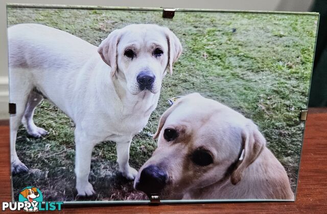 2 Labradors for sale, M&F neither desexed