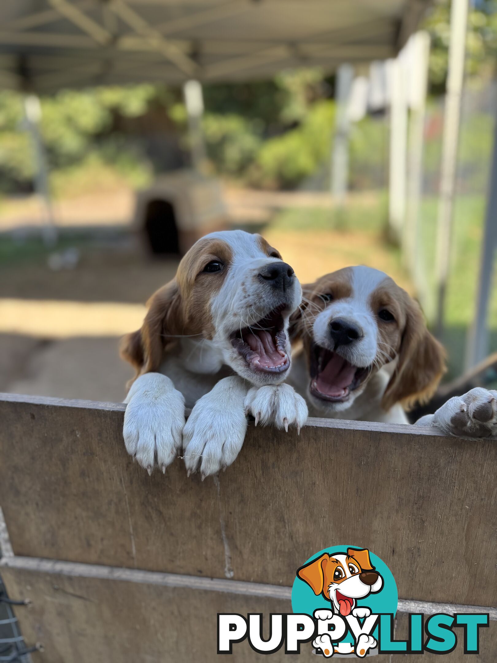 Brittany Puppies