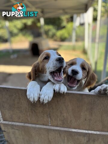 Brittany Puppies