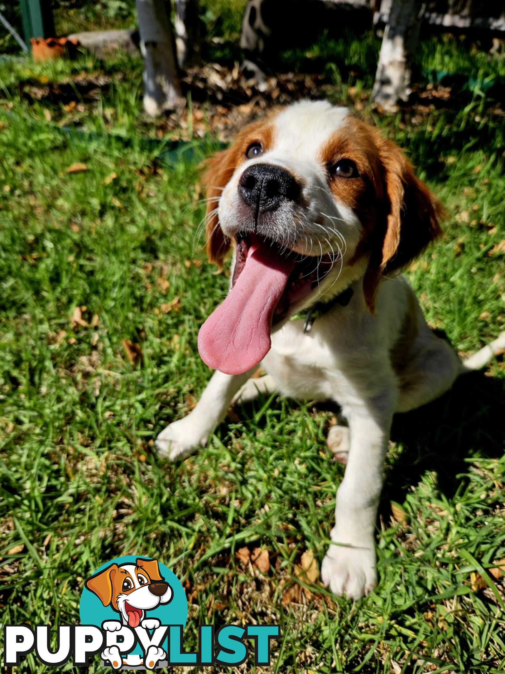 Brittany Puppies