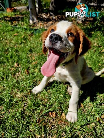 Brittany Puppies
