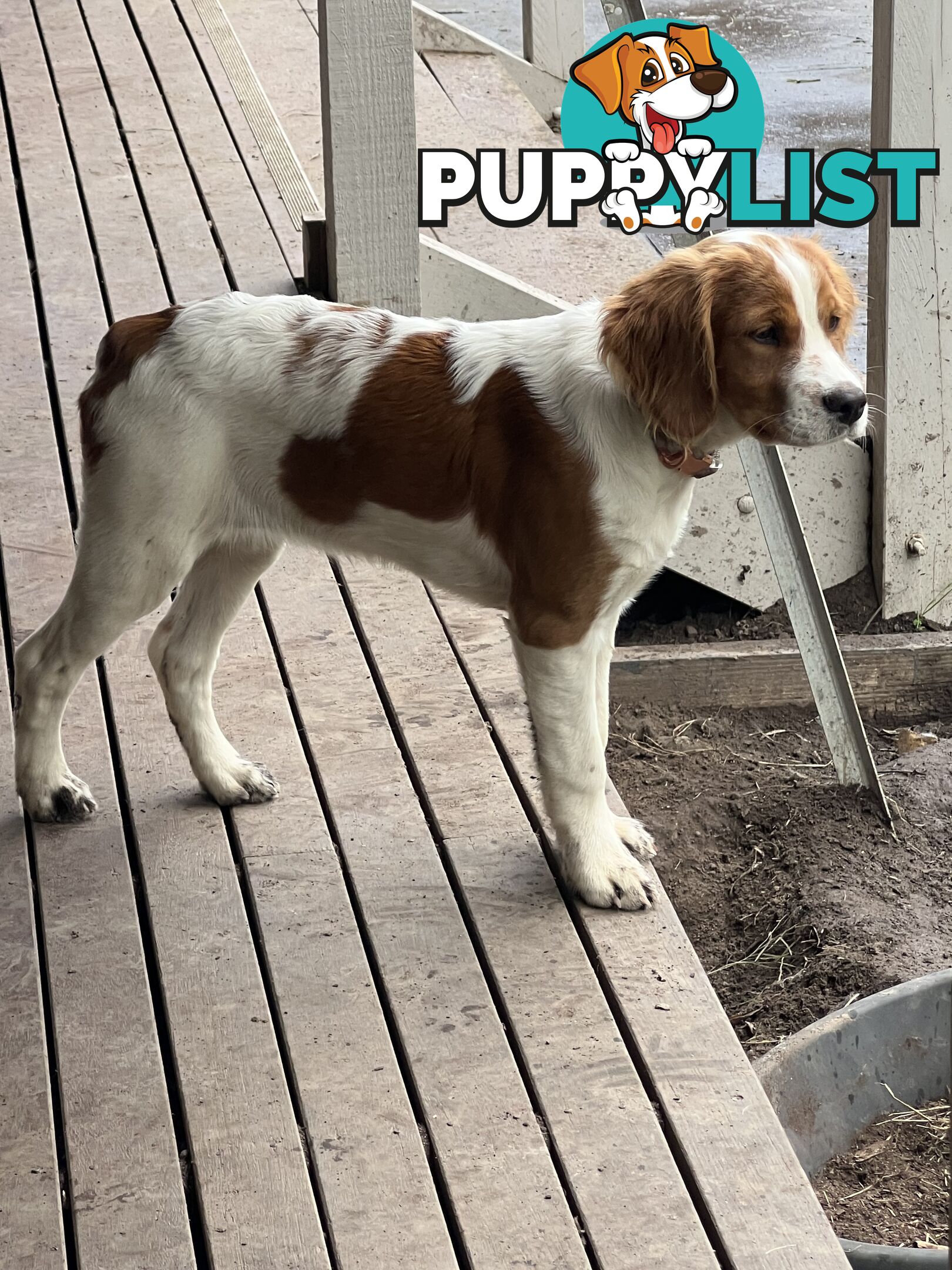 Brittany Puppies
