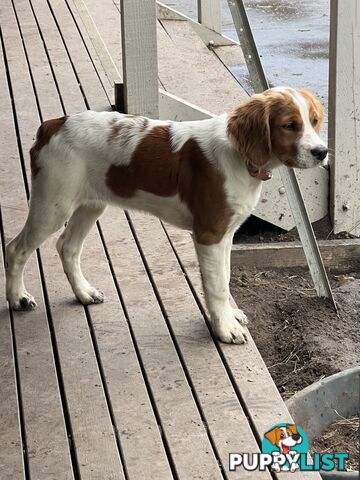 Brittany Puppies