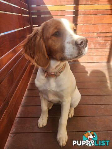 Brittany Puppies