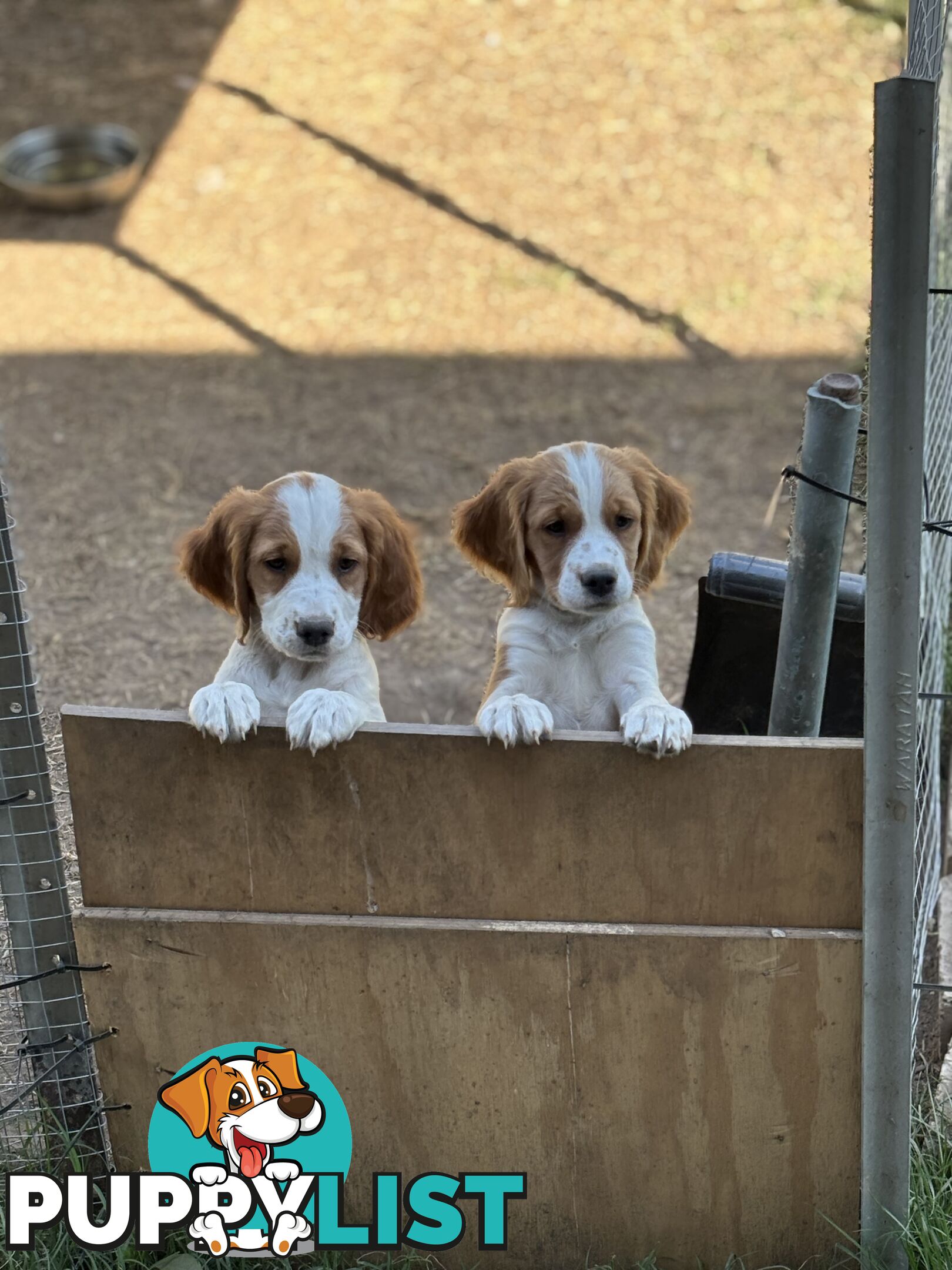 Brittany Puppies