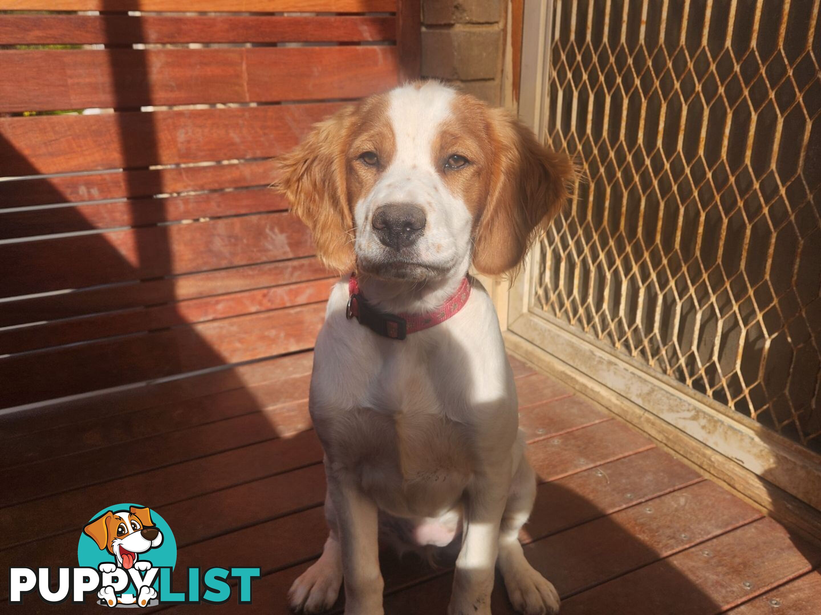 Brittany Puppies