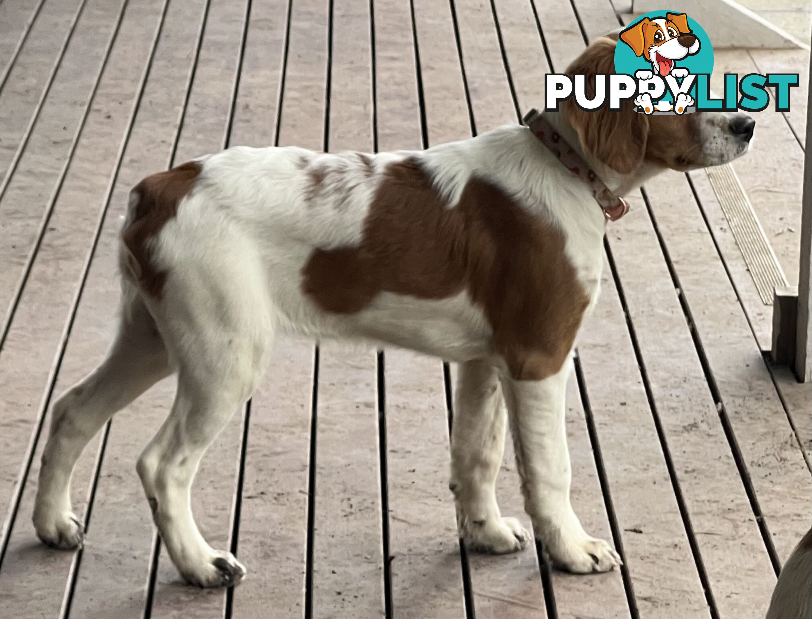 Brittany Puppies